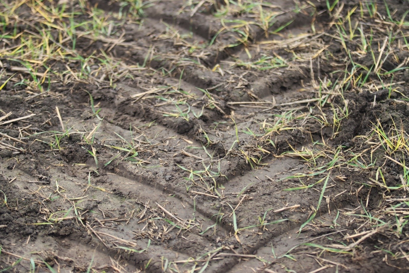 Separation av biogödsel bidrar till lägre klimatavtryck och övergödning