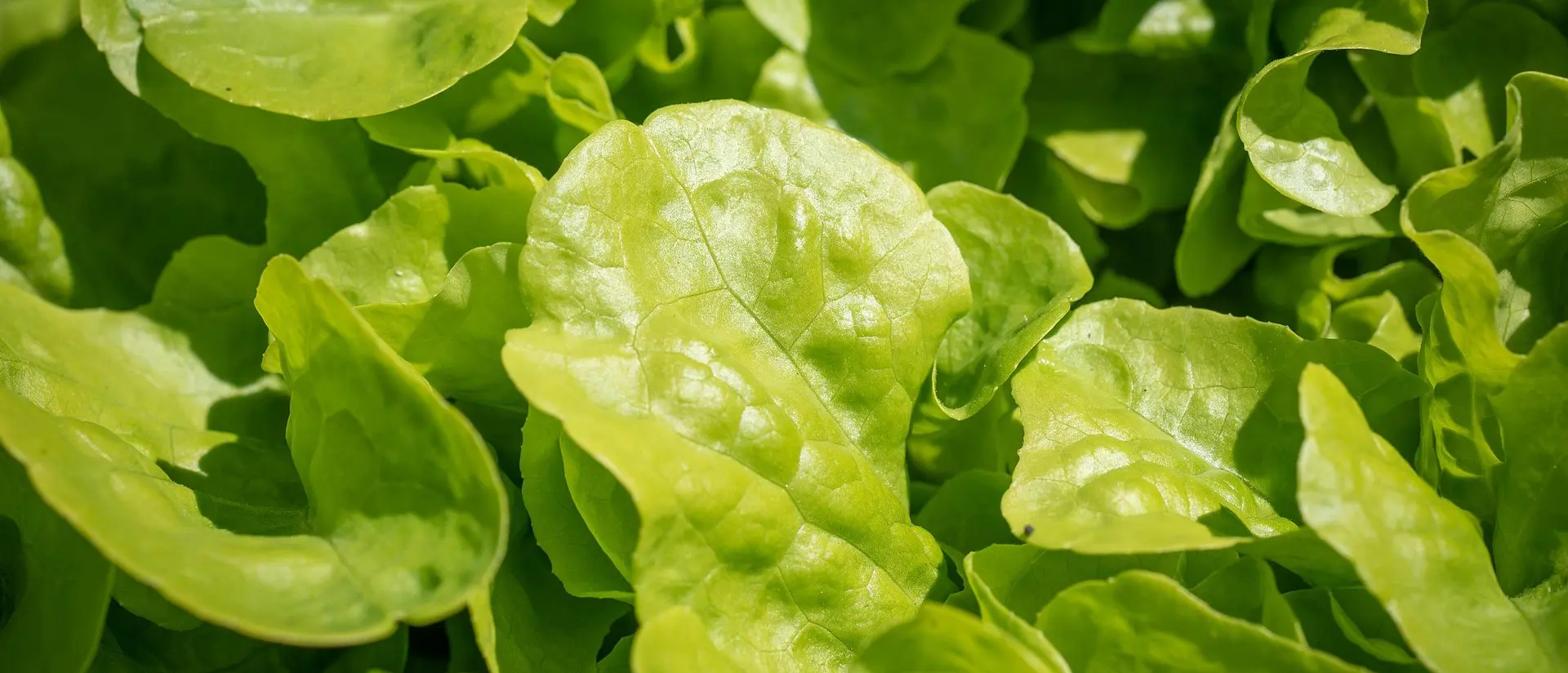 ljust gröna salladsblad i närbild