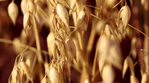 moget havre i närbild på ett fält