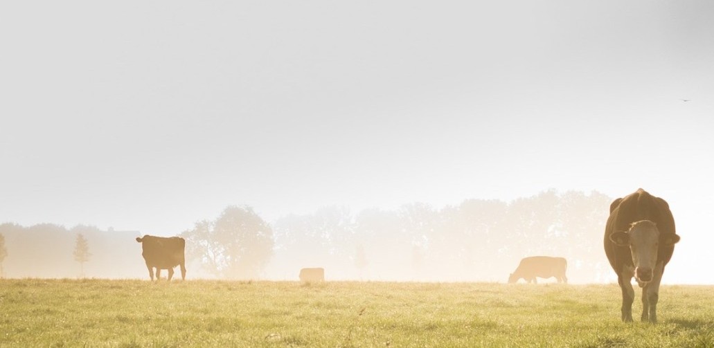 Biogasprocessen bryter ner kemikalier som kan finnas i stallgödsel