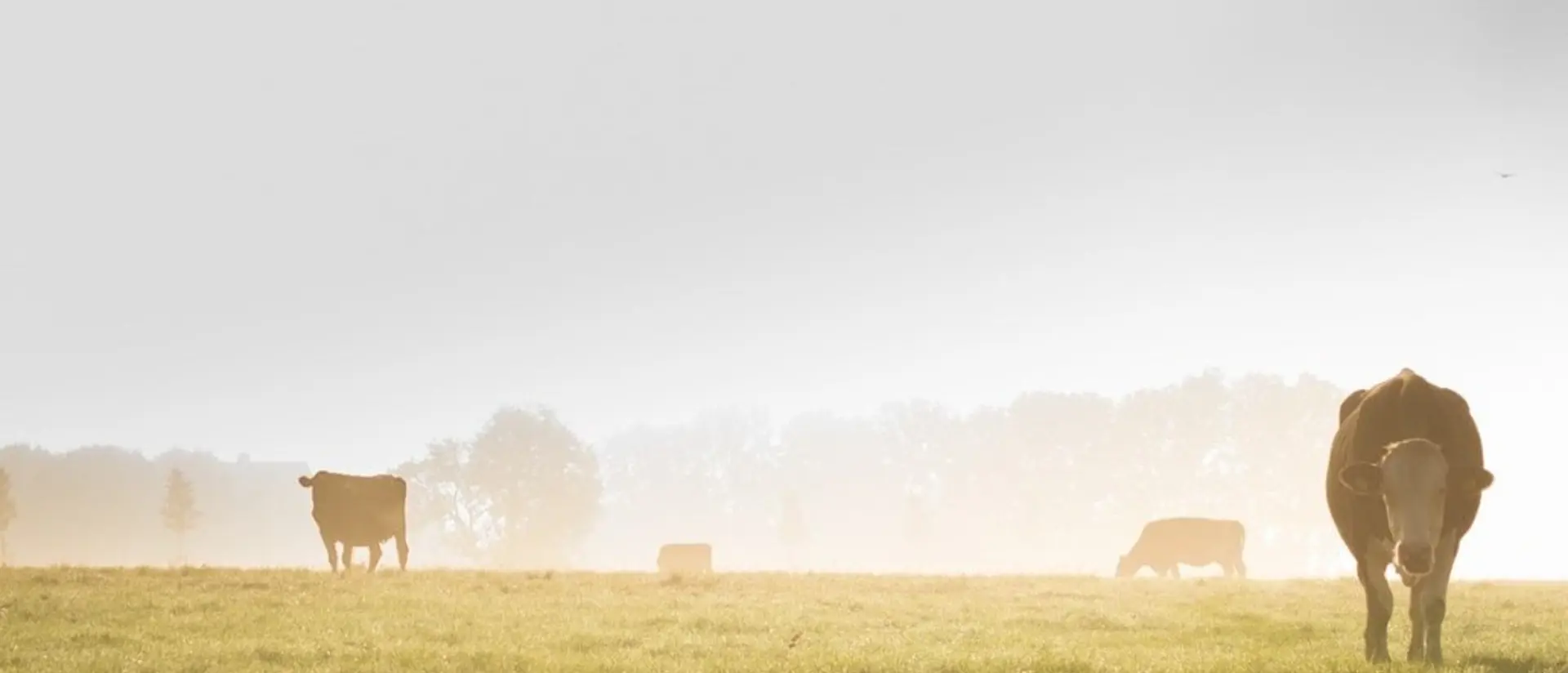 Kor syns på en åker på avstånd. Det är lite dimmigt.